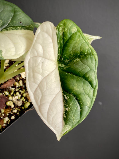 Alocasia Dragonscale Albo variegata | 7 cm pot (A)