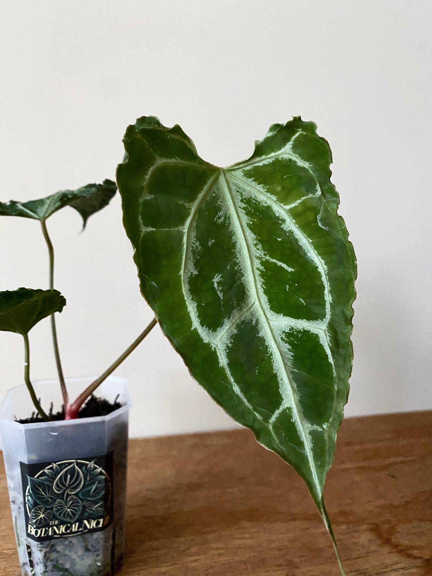 Anthurium Boogie (Muchilis x X-one) F1 | 7 cm pot