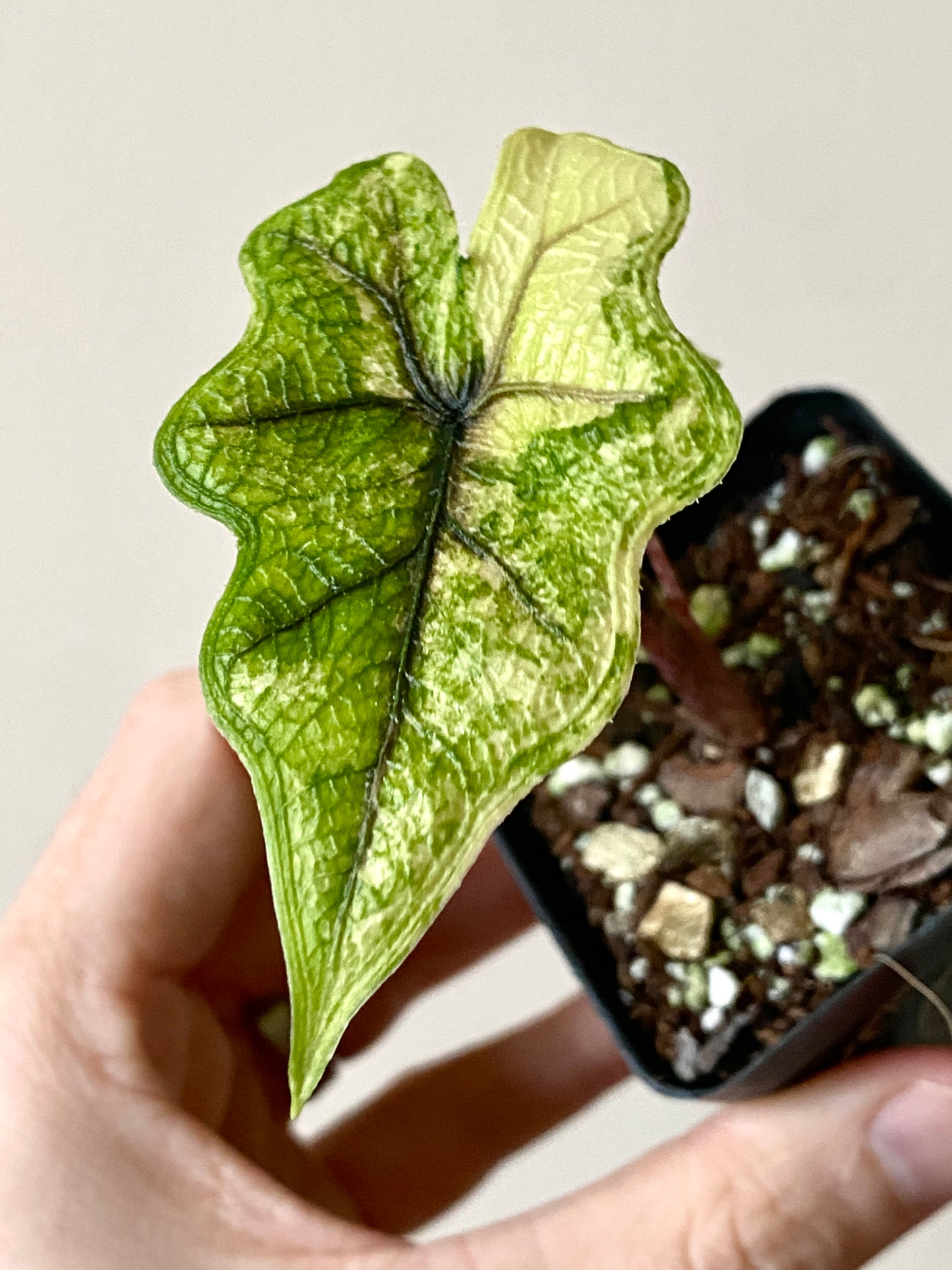 Alocasia Tandurusa 'Jacklyn' Aurea variegated | 6 cm pot
