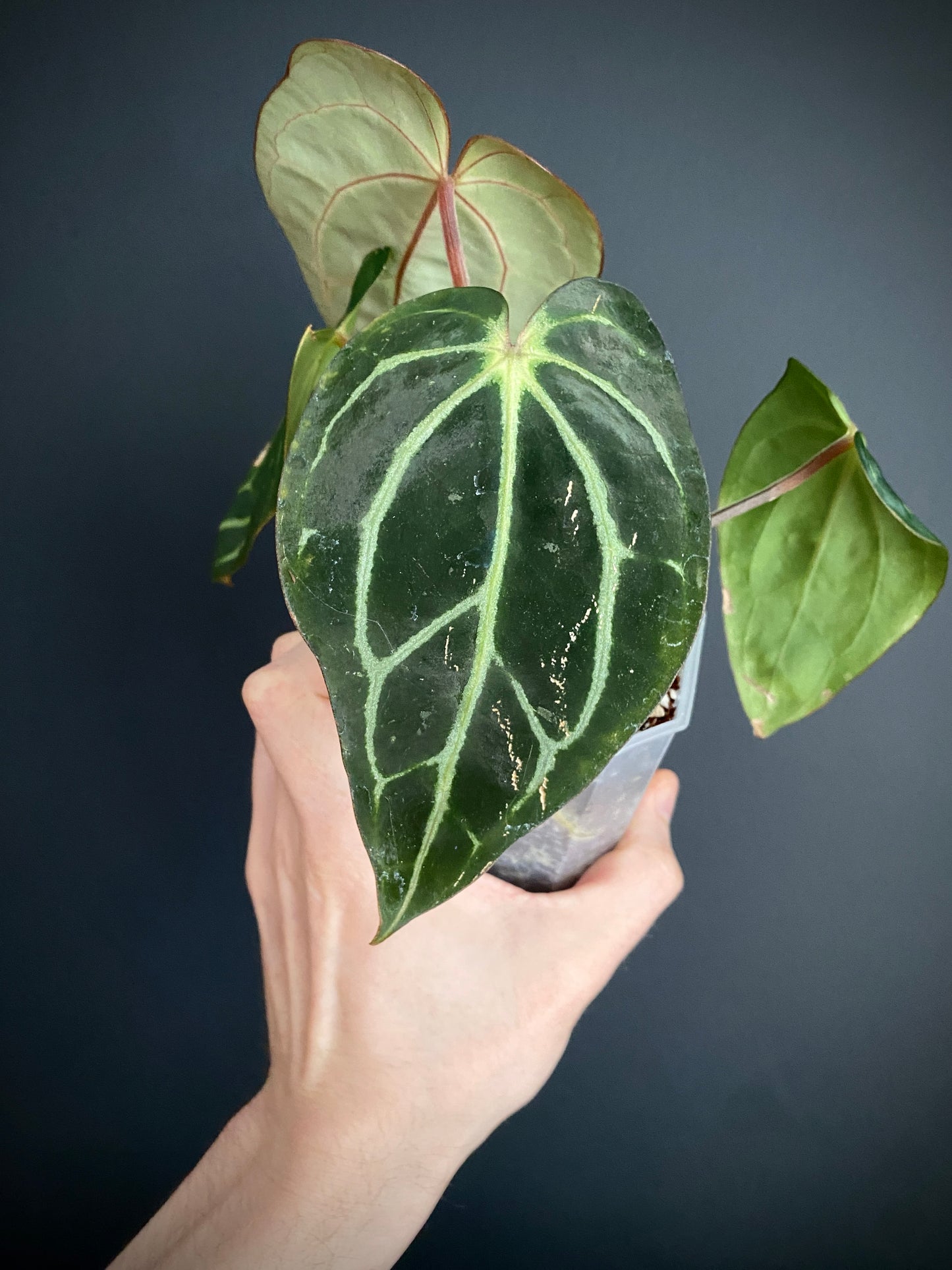 Anthurium Carlablackiae RA5xRA10 S1 | 7 cm pot