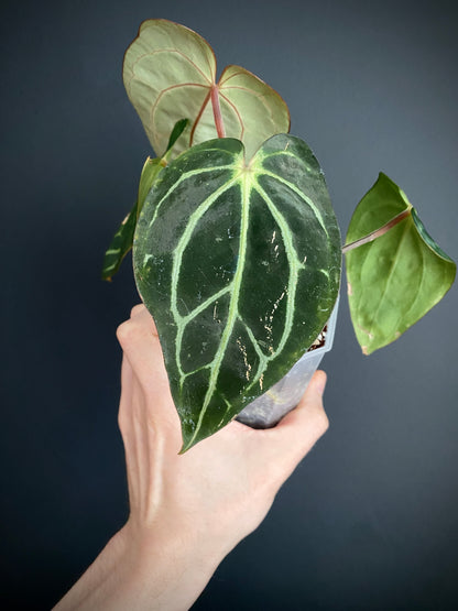 Anthurium Carlablackiae RA5xRA10 S1 | 7 cm pot
