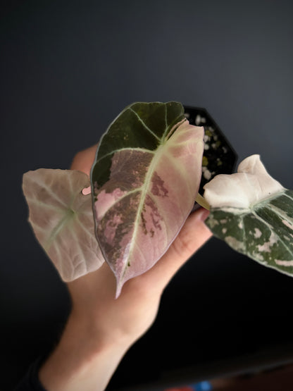 Alocasia Black Velvet Pink variegata | 5 cm pot