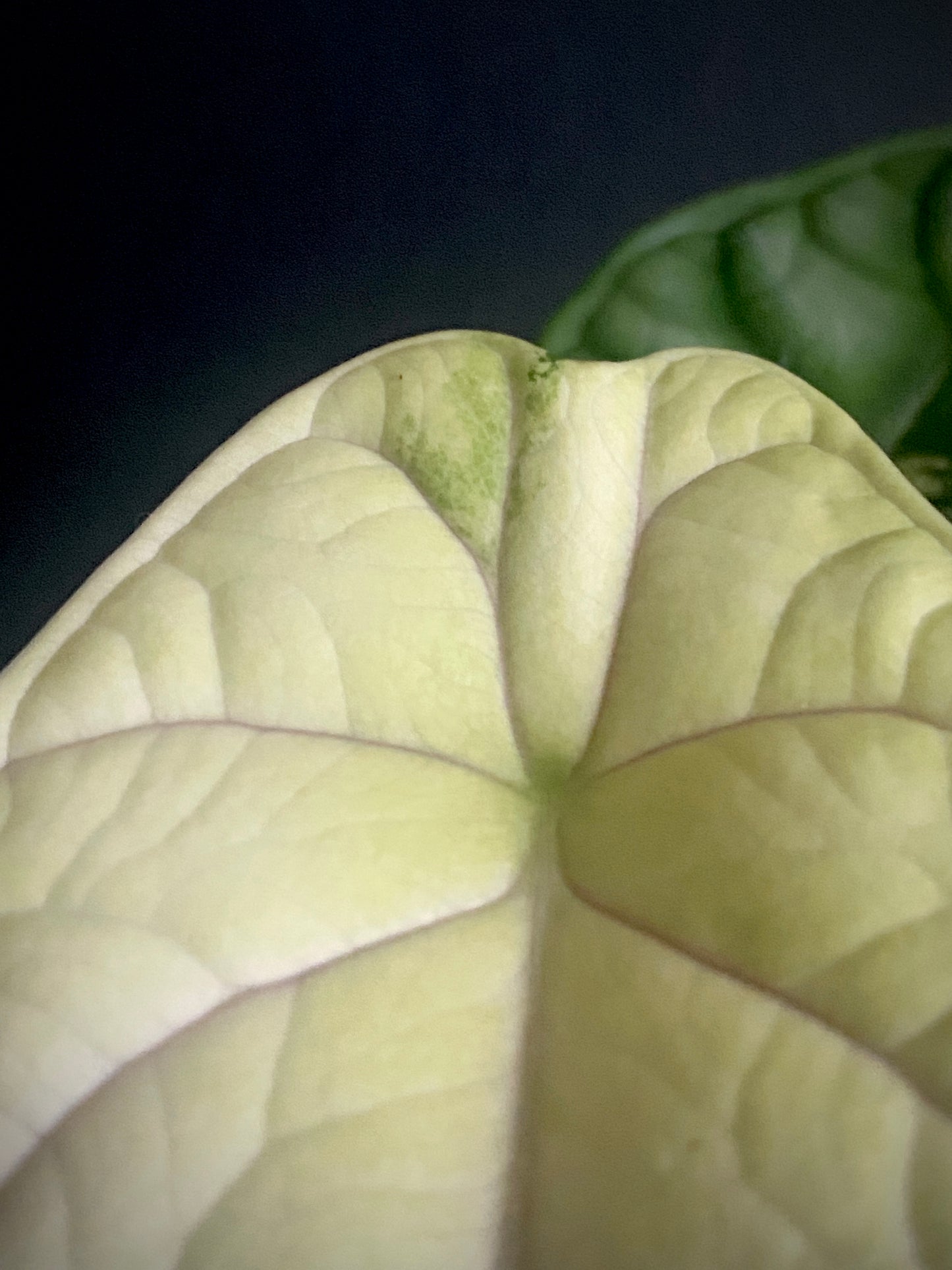 Alocasia Dragonscale Albo variegata | 7 cm pot (C)