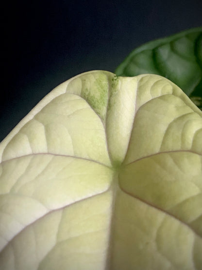 Alocasia Dragonscale Albo variegata | 7 cm pot (C)