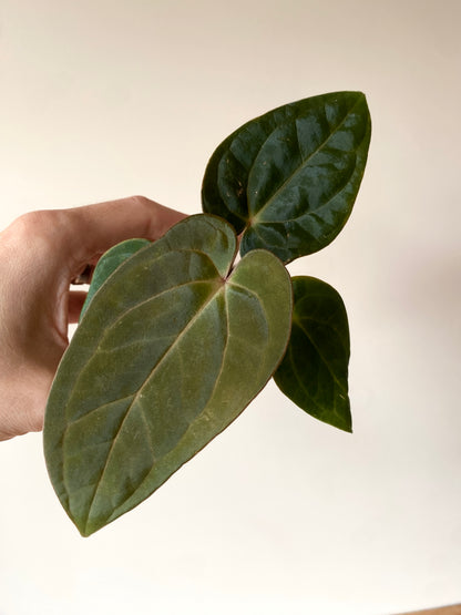 Anthurium (DressCarla x BVEP) X (Carlablackiae x Papillilaminum) | 7 cm pot [B]