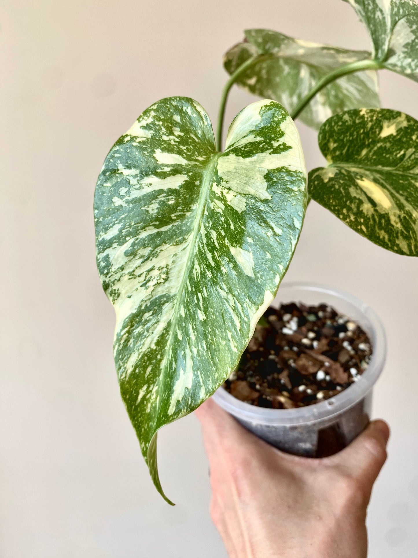Monstera Deliciosa Crème Brûlée | 12 cm pot