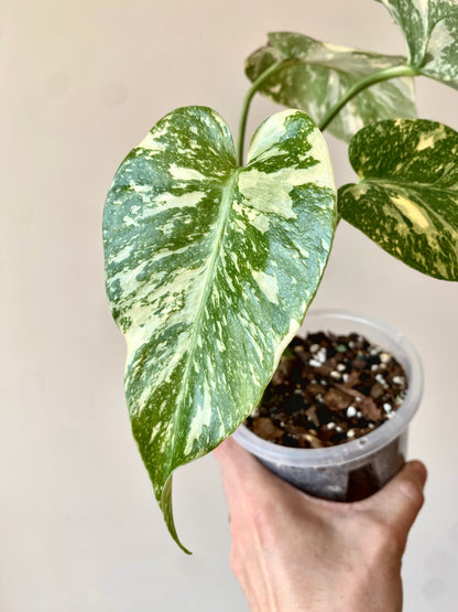 Monstera Deliciosa Crème Brûlée | 12 cm pot