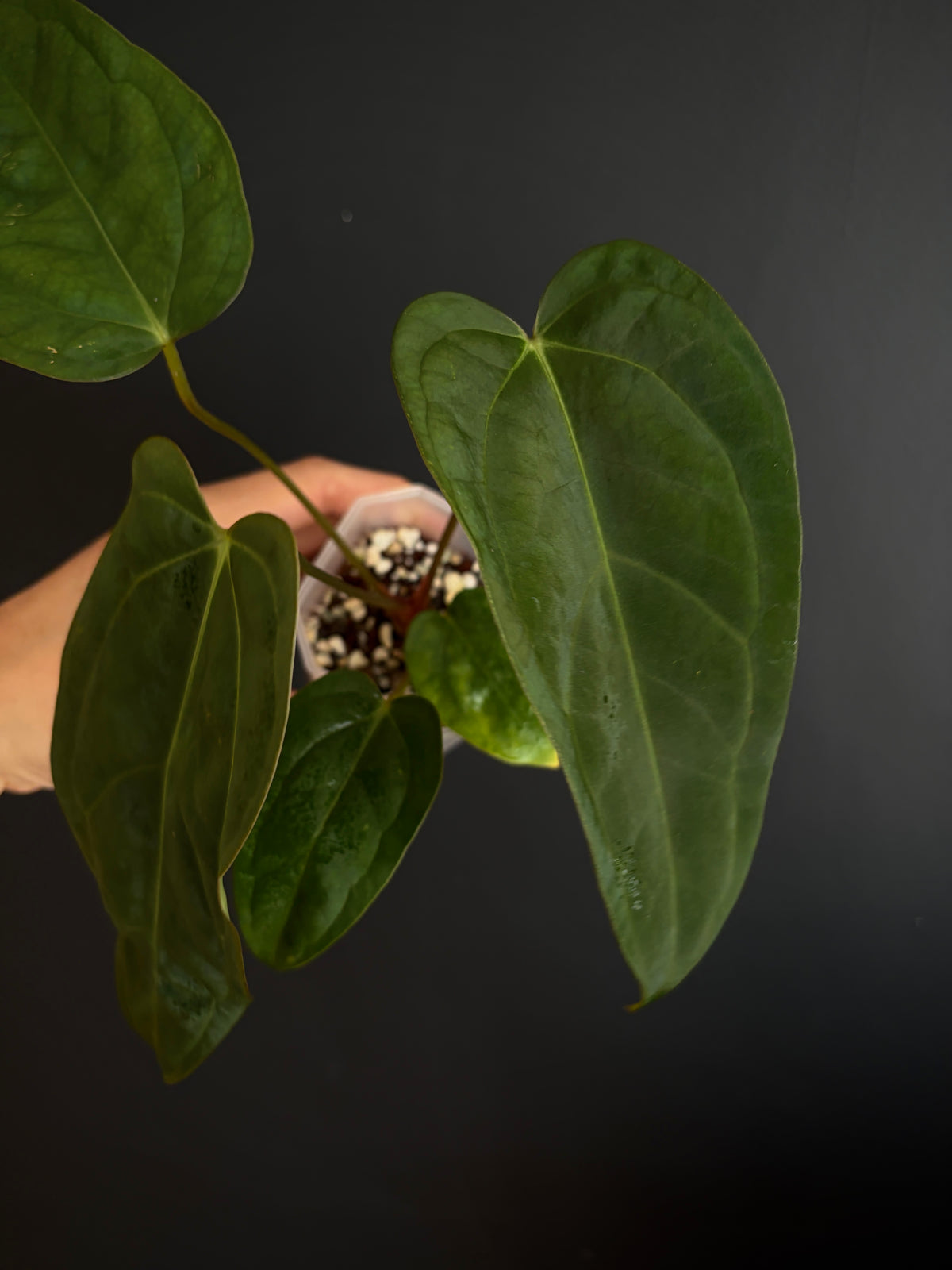 Anthurium Subsignatum (velvety) X Carlablackiae | 7 cm pot [B]