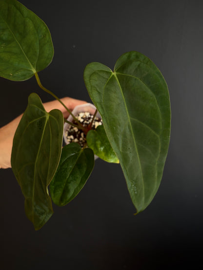Anthurium Subsignatum (velvety) X Carlablackiae | 7 cm pot [B]