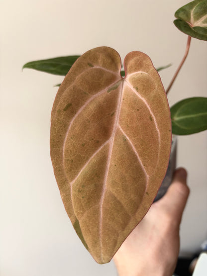 Anthurium Papillilaminum var A88 X AOS SKG (mint variegated) | 7 cm pot