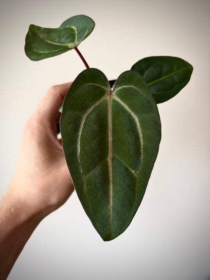 Anthurium Dark Knight X Carlablackiae | 7 cm pot