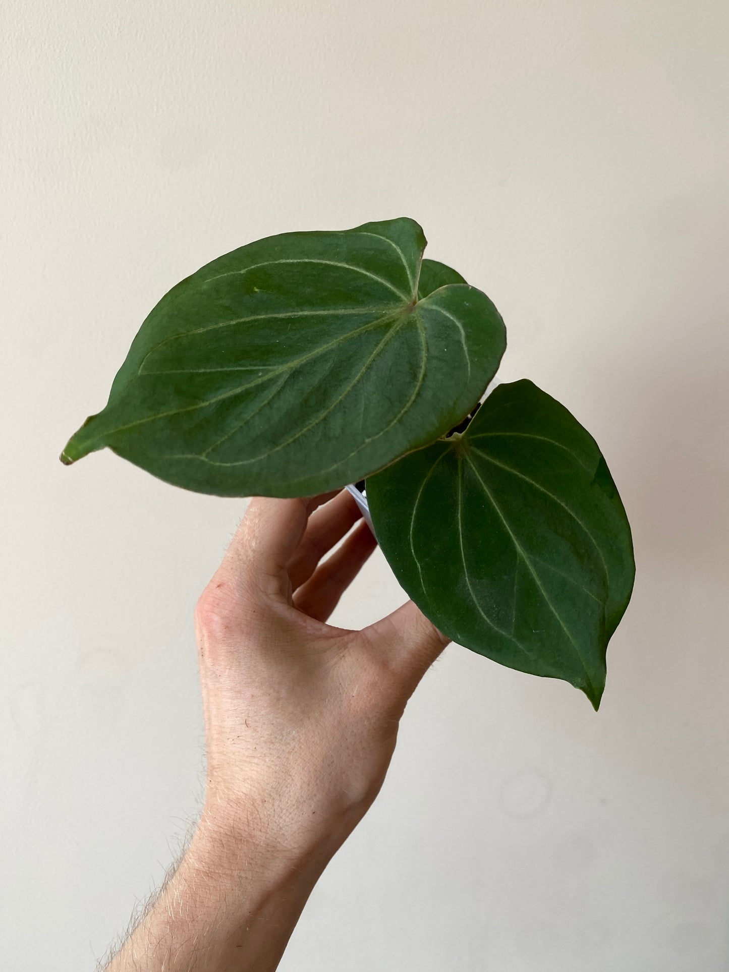 Anthurium King of Spades (KOS/HU) | 7 cm pot [B]