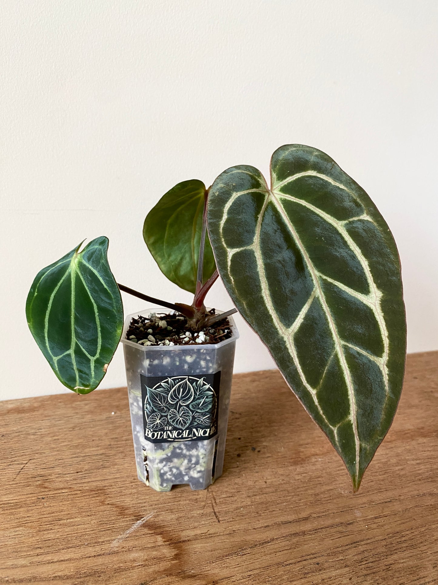 Anthurium Carlablackiae RA5xRA10 S1 | 7 cm pot