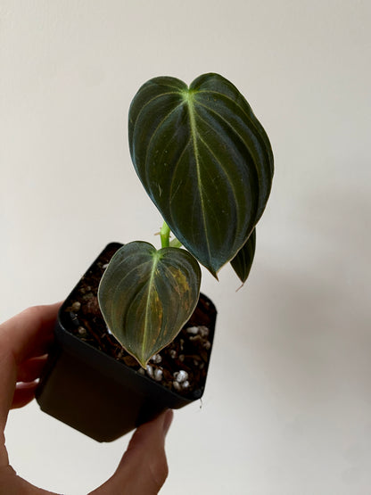 Philodendron Melanochrysum variegata | 7 cm pot