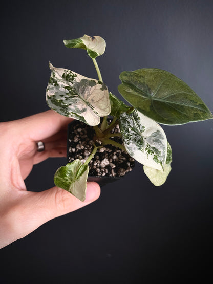 Alocasia Wentii albo/pink variegated | 5 cm pot [C]
