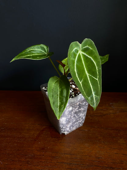 Anthurium Forgetii thunderbolt X self | 7 cm pot