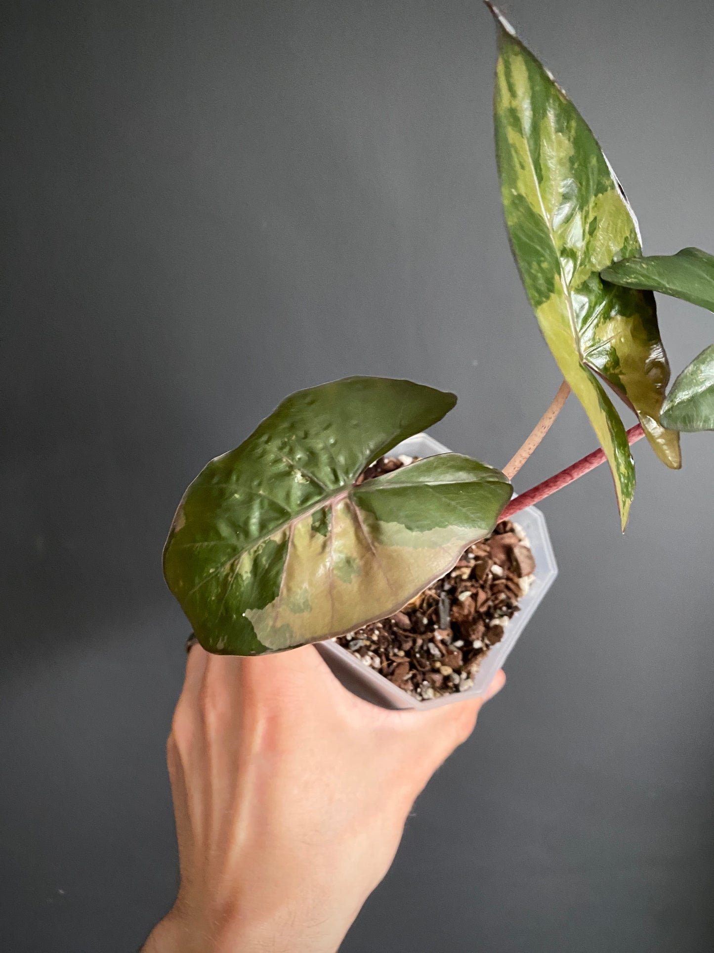 Alocasia Yucatan Princess variegated | 9 cm pot