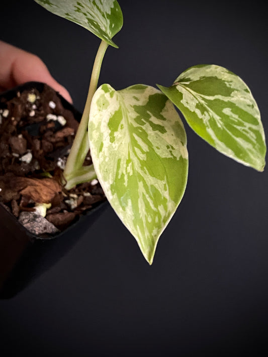 Monstera Deliciosa Bulbasaur | 6 cm pot [A]