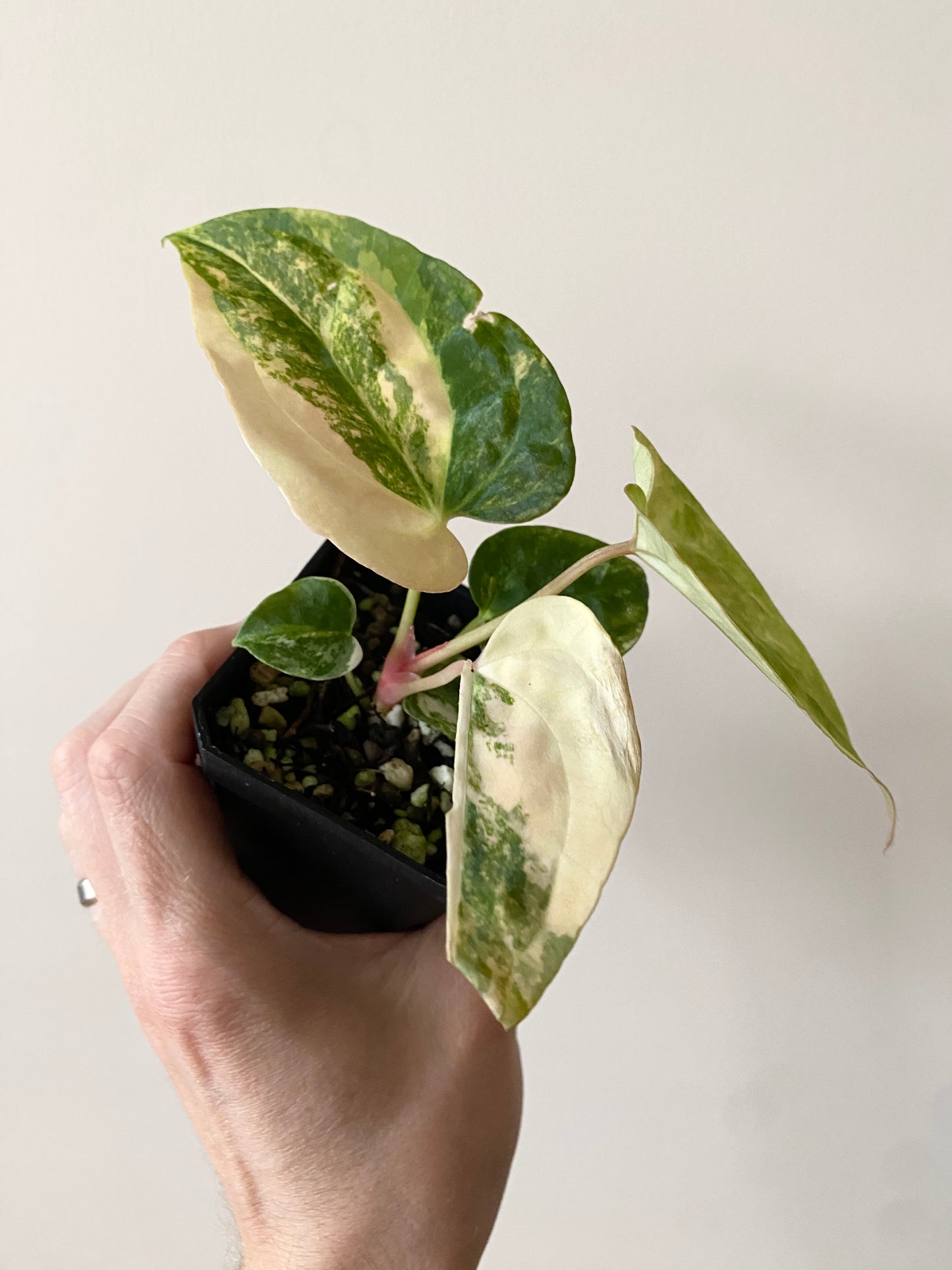 Anthurium Pap var X Ralph Lynam OG | 7 cm pot