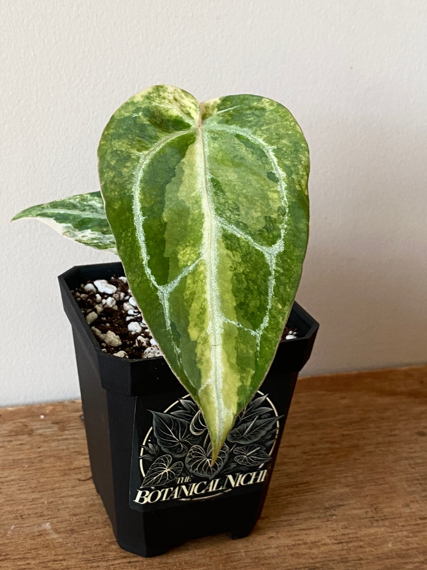 Anthurium Pap.Crystal var X Tezula Red Crystallinum | 7 cm pot [C]