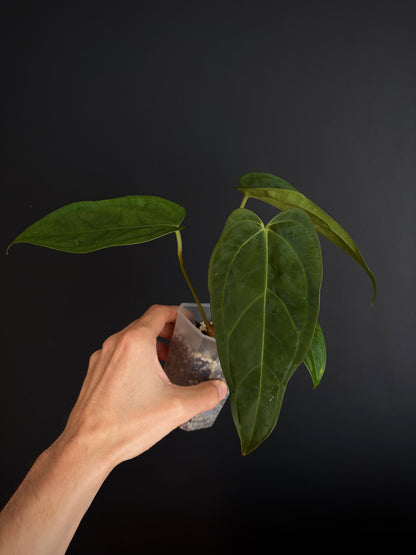 Anthurium Subsignatum (velvety) X Carlablackiae | 7 cm pot [B]