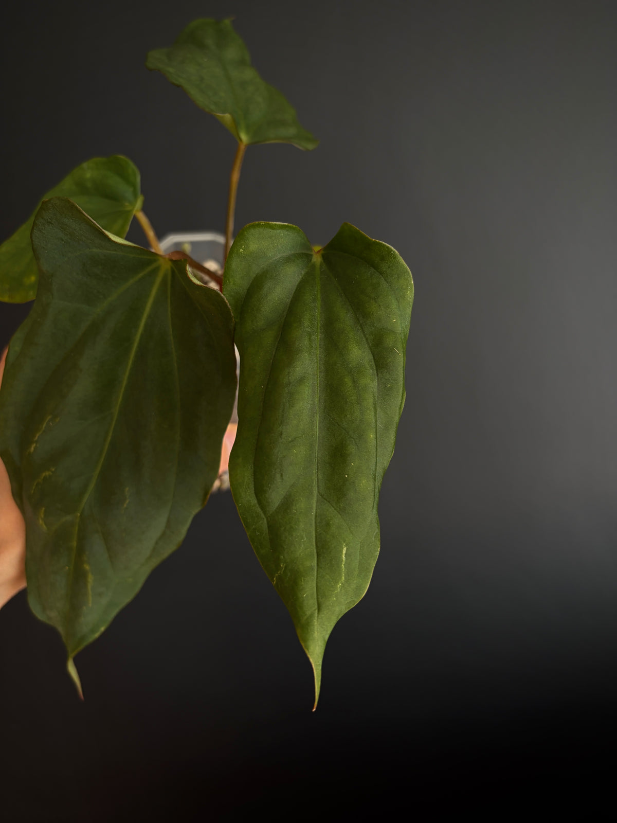 Anthurium Golden Eagle X BVEP (R.FxF) | 7 cm pot [A]