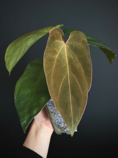 Anthurium (DoraBVEP x RLFS) X BVEP (Round x RA1) | 7 cm pot