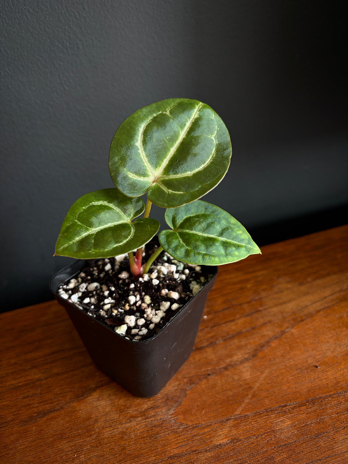 Anthurium Megatron X Black Venom (non-variegated) | 6 cm pot [A]