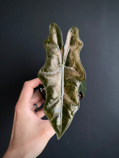 Alocasia Pseudosanderiana Pink variegated | 7 cm pot