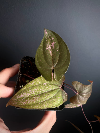 Dioscorea Pixel Pink variegated | 7 cm pot