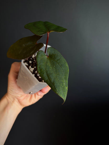 Anthurium Red Vein Dark Phoenix | 7 cm pot [A]
