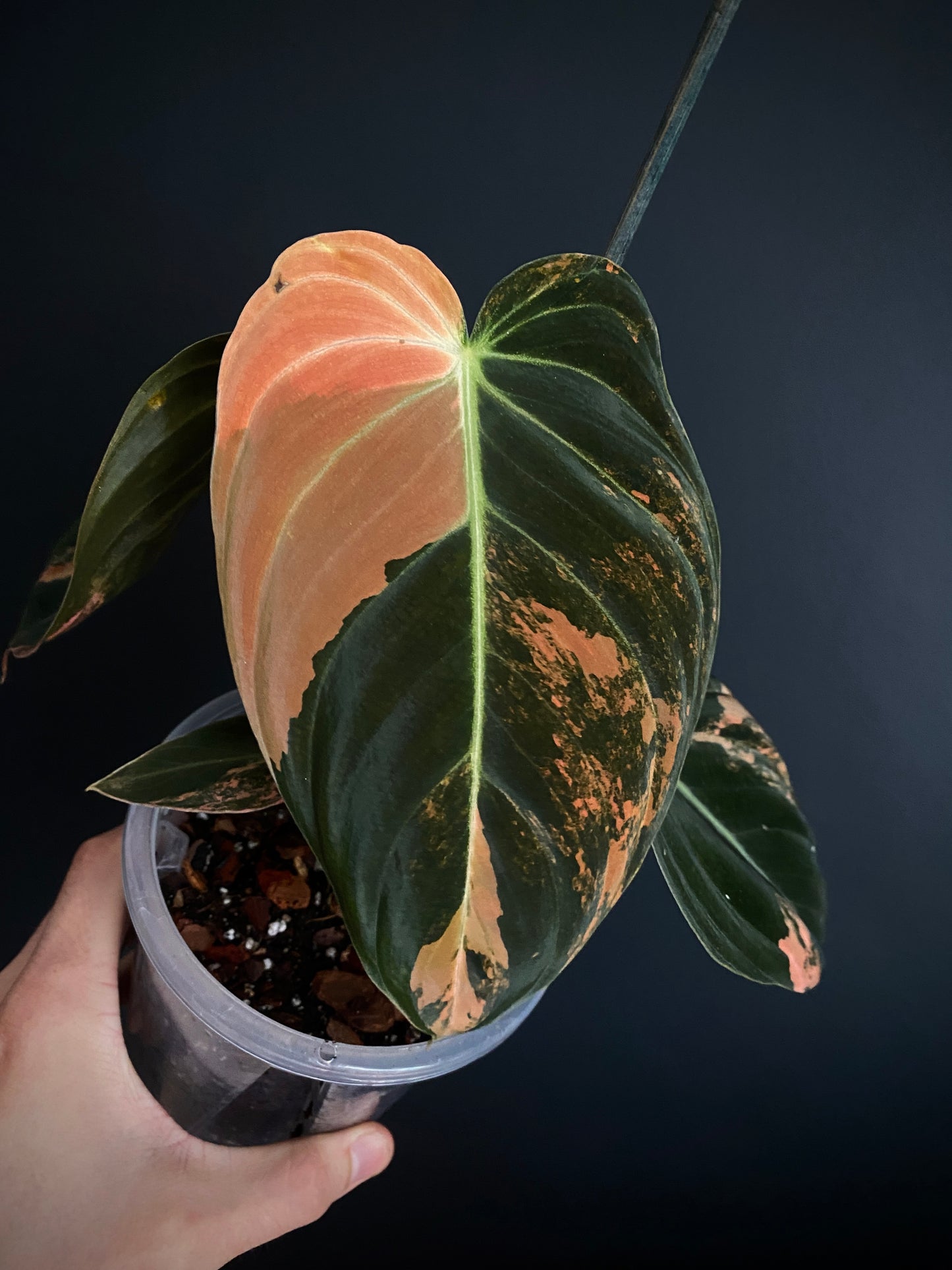 Philodendron Melanochrysum Orange variegata | 12 cm pot [B]