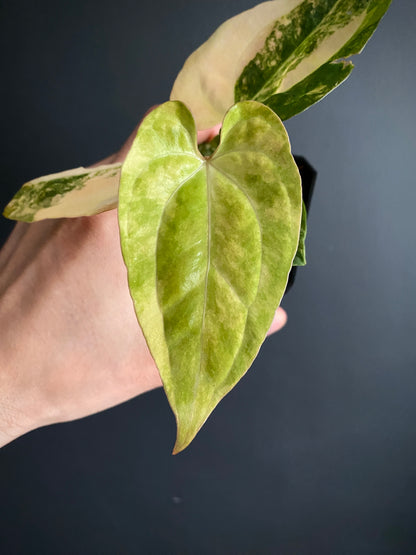 Anthurium Pap var X Ralph Lynam OG | 7 cm pot