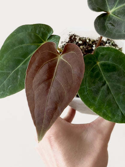 Anthurium Papillilaminum Legend x self | 9 cm pot