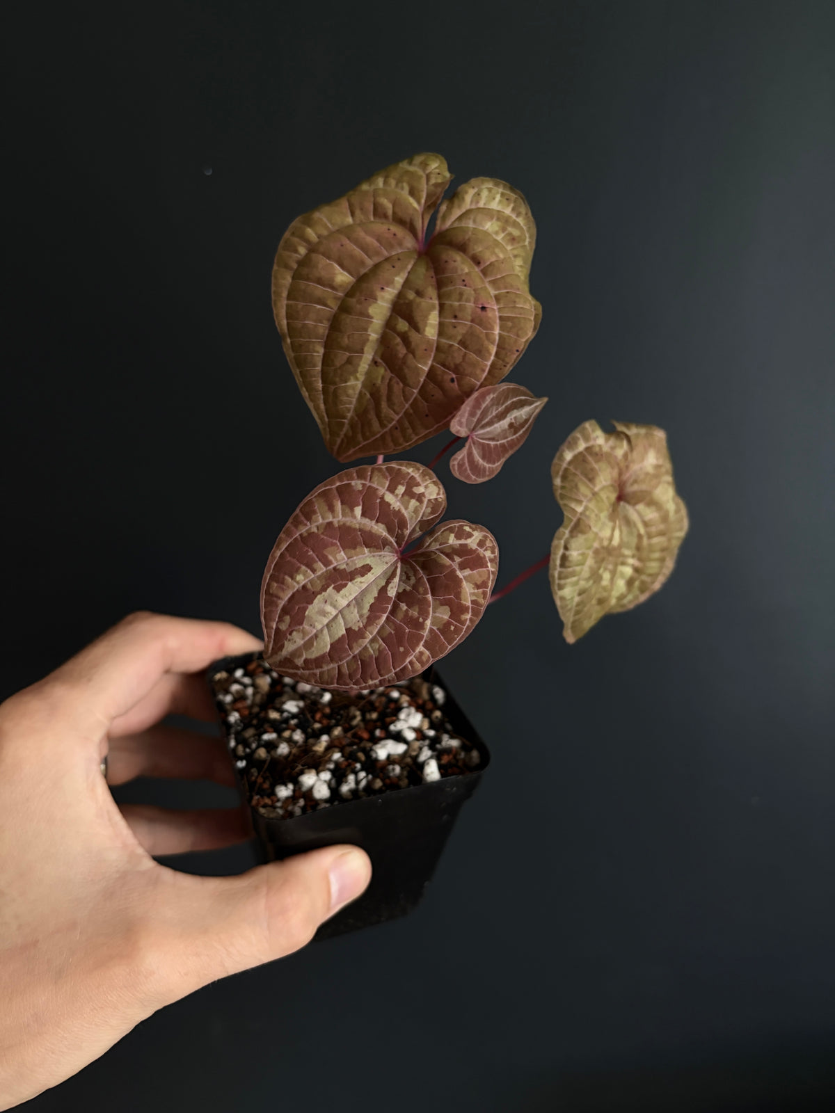 Dioscorea Discolor | 6 cm pot [B]