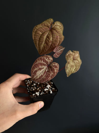 Dioscorea Discolor | 6 cm pot [B]