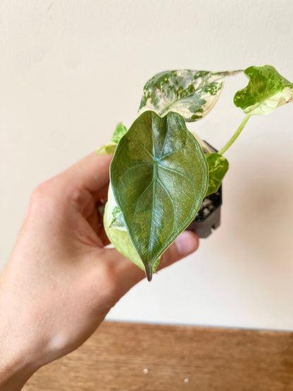 Alocasia Wentii albo/pink variegated | 5 cm pot [C]