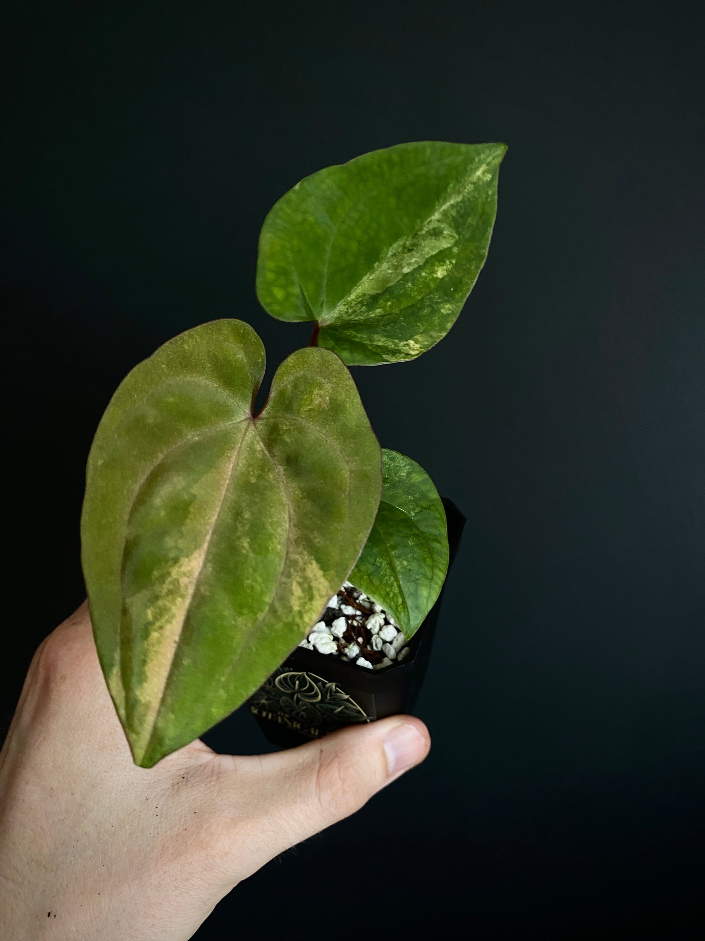 Anthurium Papillilaminum var X Guna Yala (S1) | 7 cm pot