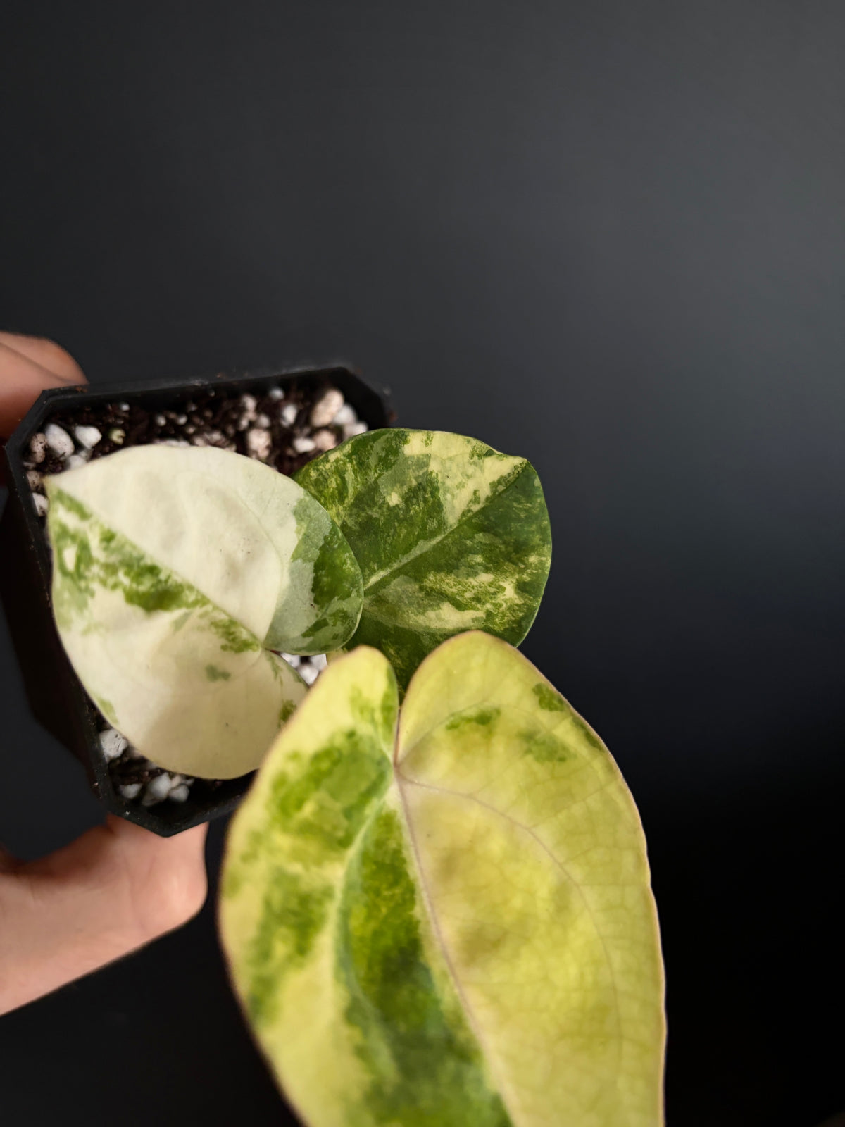 Anthurium Papillilaminum Hb variegated X Carlablackiae | 7 cm pot [clone]
