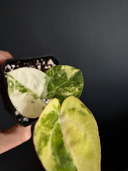 Anthurium Papillilaminum Hb variegated X Carlablackiae | 7 cm pot [clone]