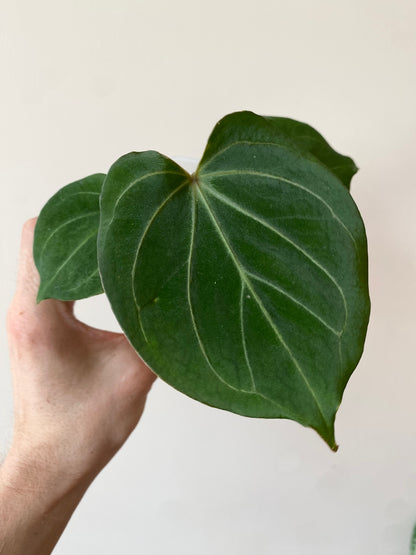 Anthurium King of Spades (KOS/HU) | 7 cm pot [B]