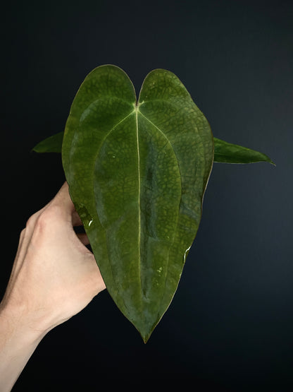 Anthurium Subsignatum (velvety) X Carlablackiae | 7 cm pot