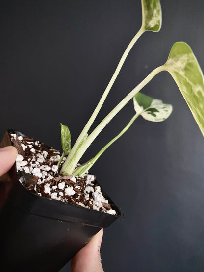 Monstera Bulbasaur | 7 cm pot