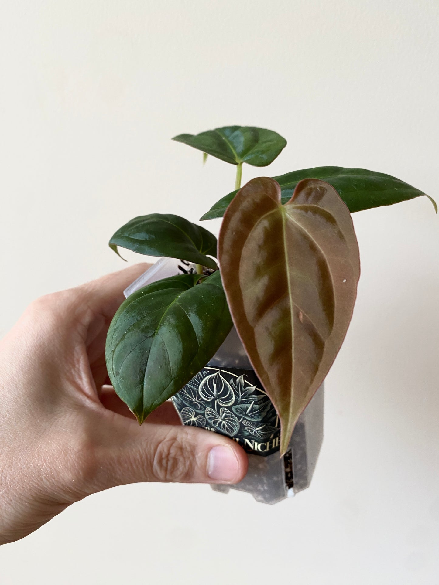 Anthurium Goliath X Papillilaminum Fort Sherman | 7 cm pot