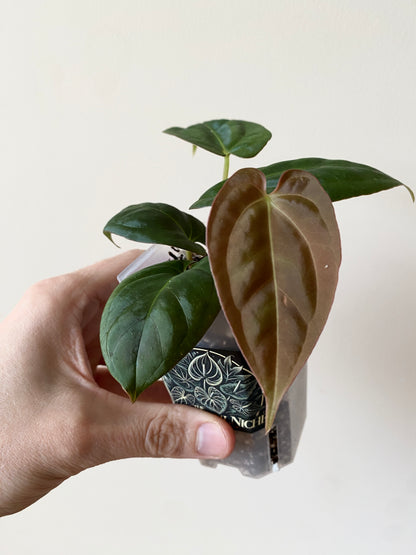 Anthurium Goliath X Papillilaminum Fort Sherman | 7 cm pot