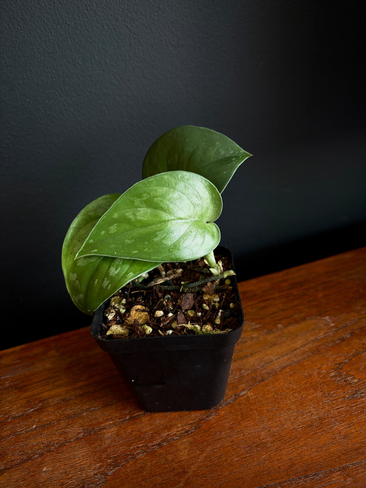Scindapsus Black Mamba | 7 cm pot