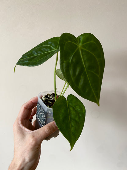 Anthurium Delta Force X Forgetii | 7 cm pot