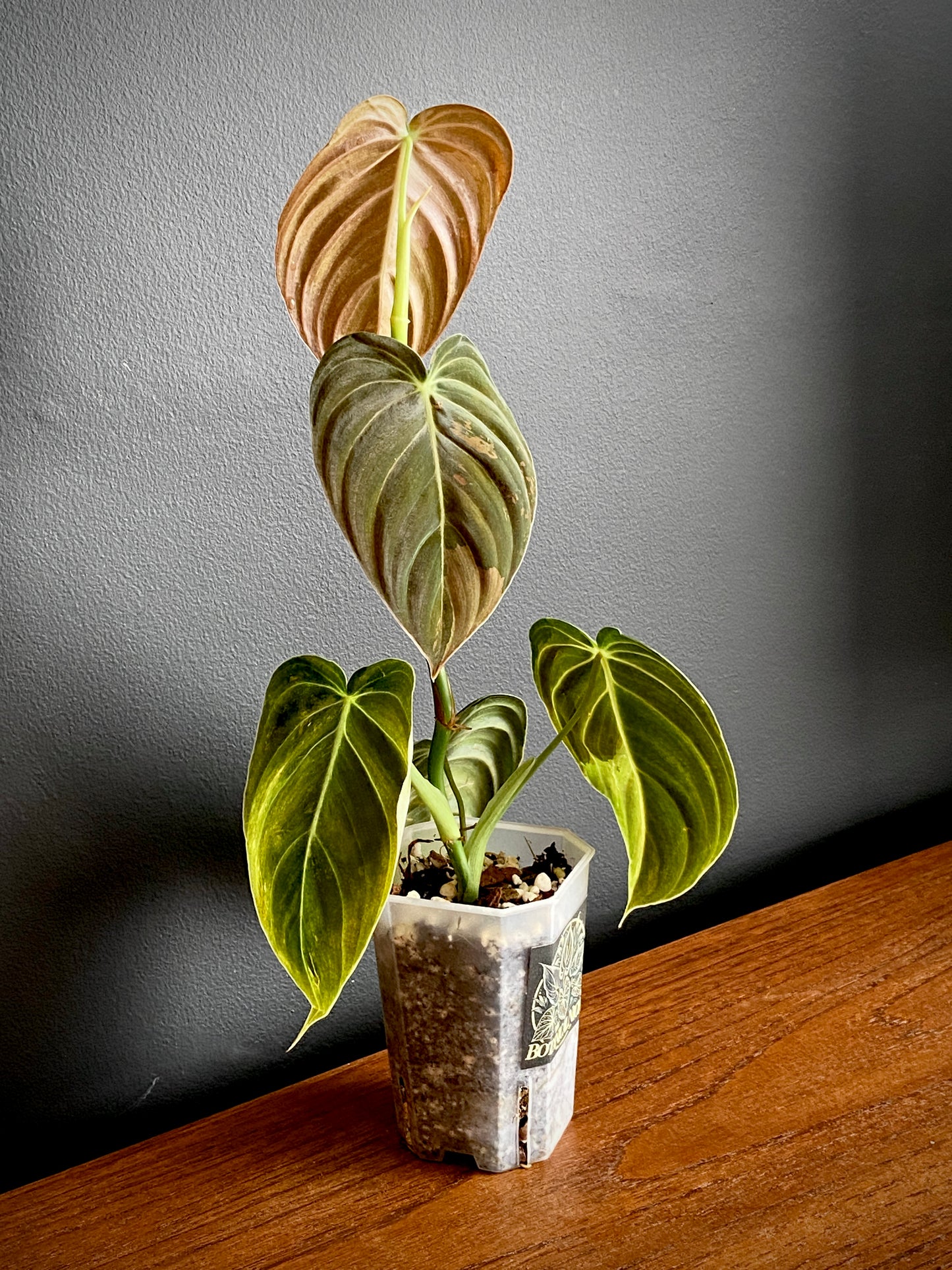 Philodendron Melanochrysum variegata | 7 cm pot (A)