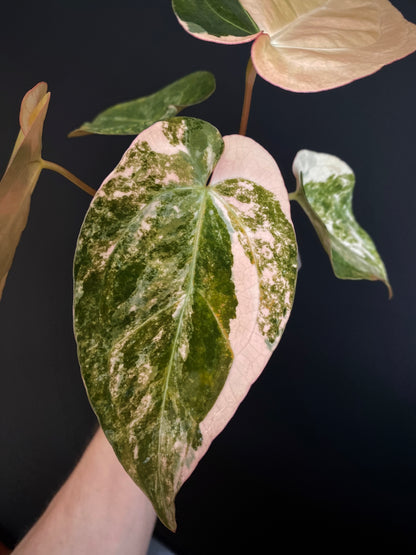 Anthurium PapCrystal var X Papillilaminum | 7 cm pot