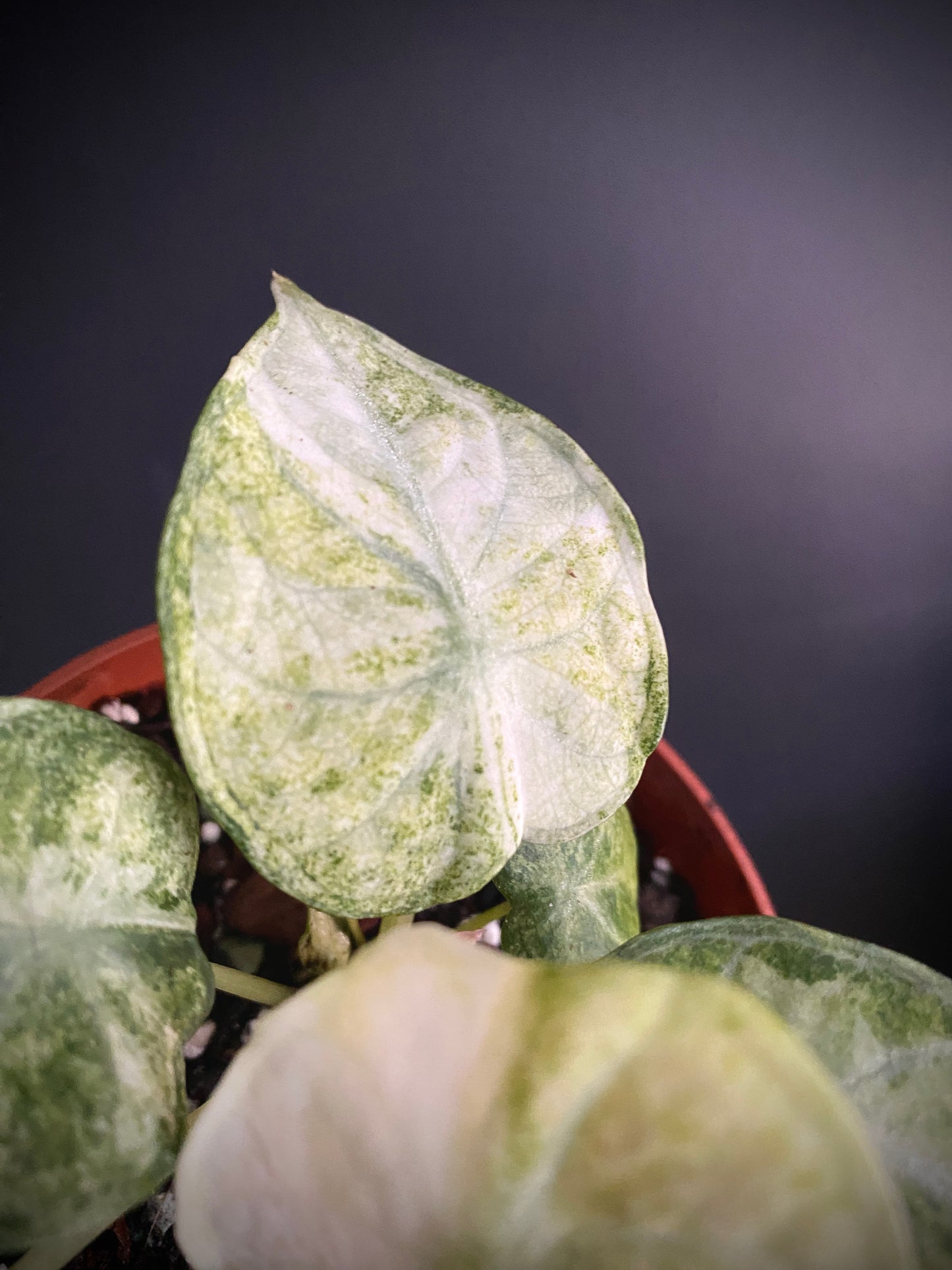 Alocasia Ninja Tricolor variegated | 10 cm pot [B]